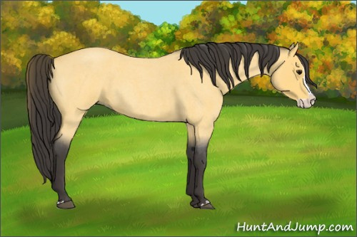 Horse Color:Buckskin Roan Splash 