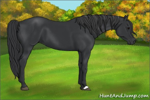 Horse Color:Black 
