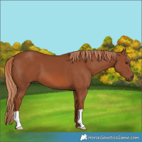 Horse Color:Chestnut 