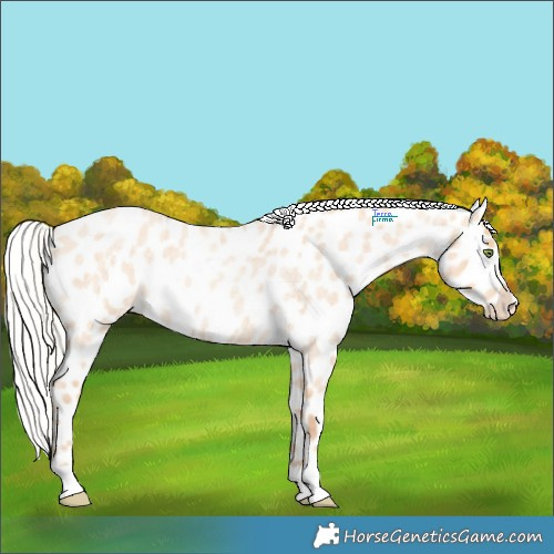 Horse Color:Silver Amber Champagne Roan Dun Appaloosa