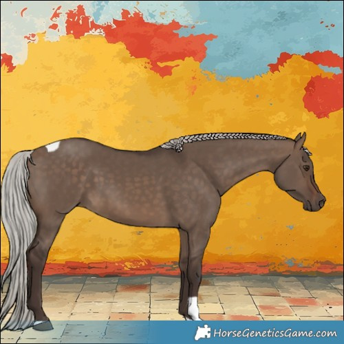 Horse Color:Silver Brown Dun Tobiano 