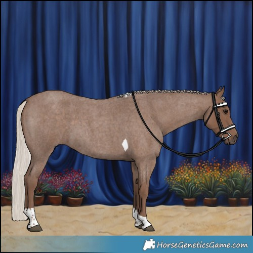 Horse Color:Silver Blue Roan Tobiano