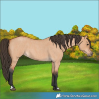 Horse Color:Bay Roan Dun 