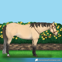 Horse Color:Buckskin 