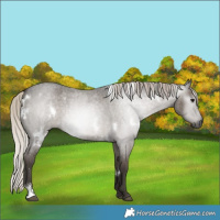 Horse Color:Gray White Spotted Silver Grullo Roan 