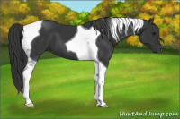 Horse Color:Black Tobiano 