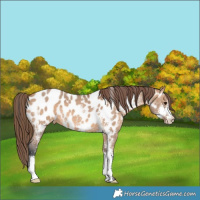 Horse Color:Bay Dun Sabino Near Leopard 