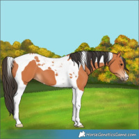 Horse Color:Bay Tobiano 