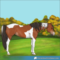 Horse Color:Bay Tobiano
