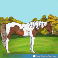 Horse Color:Chestnut Tobiano