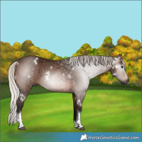 Horse Color:Gray White Spotted Silver Brown Tobiano 