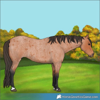 Horse Color:Bay Roan 