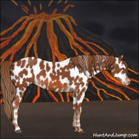 Horse Color:Chestnut Near Leopard 