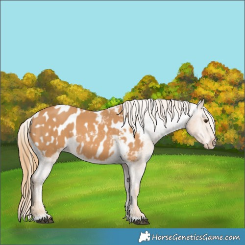 Horse Color:Chestnut Appaloosa 