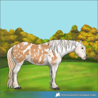 Horse Color:Chestnut Appaloosa 
