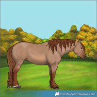 Horse Color:Red Dun 