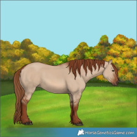 Horse Color:Red Dun 
