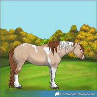 Horse Color:Red Dun Tobiano 