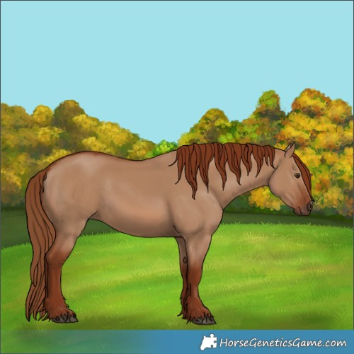 Horse Color:Red Dun 