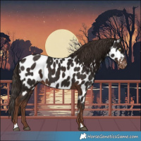 Horse Color:Liver Chestnut Near Leopard 