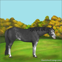 Horse Color:Black Sabino 