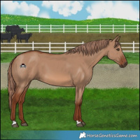 Horse Color:Red Dun 