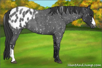 Horse Color:Blue Roan Appaloosa