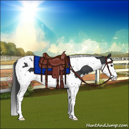 Horse Color:Black Splash Tobiano 
