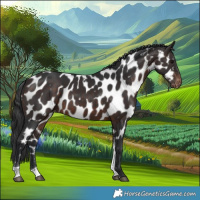 Horse Color:Brown Tobiano Appaloosa