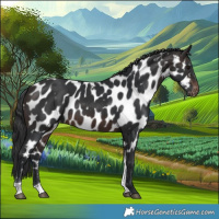 Horse Color:Brown Tobiano Near Leopard 