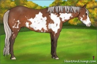 Horse Color:Silver Bay Splash Frame