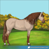 Horse Color:Red Dun Rabicano 