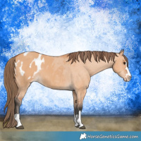 Horse Color:Bay Dun Appaloosa 