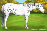 Horse Color:Grullo Tobiano Frame Leopard