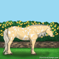 Horse Color:Palomino Appaloosa 