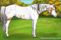 Horse Color:Bay Splash Tobiano Appaloosa and Bay Splash Tobiano Appaloosa