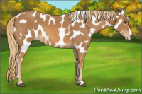 Horse Color:Chestnut Appaloosa