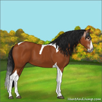 Horse Color:Gray Bay Splash Tobiano 