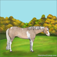 Horse Color:Silver Buckskin Roan Splash Tobiano Rabicano 