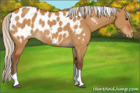 Horse Color:Silver Buckskin Dun Tobiano Blanket Rabicano 