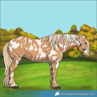 Horse Color:Chestnut Appaloosa 