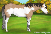 Horse Color:Bay Dun Splash Frame