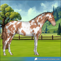 Horse Color:Gold Champagne Tobiano Appaloosa 