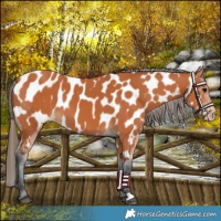 Horse Color:Bay Near Leopard 