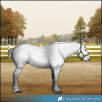 Horse Color:Gray Liver Chestnut