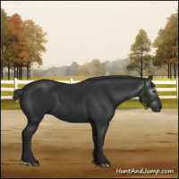 Horse Color:Gray Liver Chestnut 