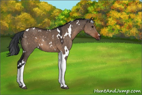 Horse Color:White Spotted Brown Dun Tobiano 