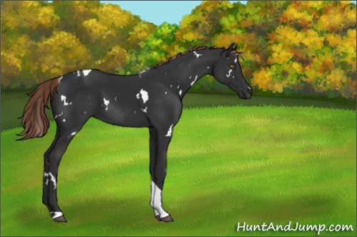 Horse Color:White Spotted Liver Chestnut Tobiano 