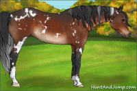 Horse Color:White Spotted Brown Sabino 