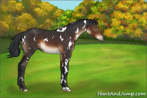 Horse Color:White Spotted Brown 